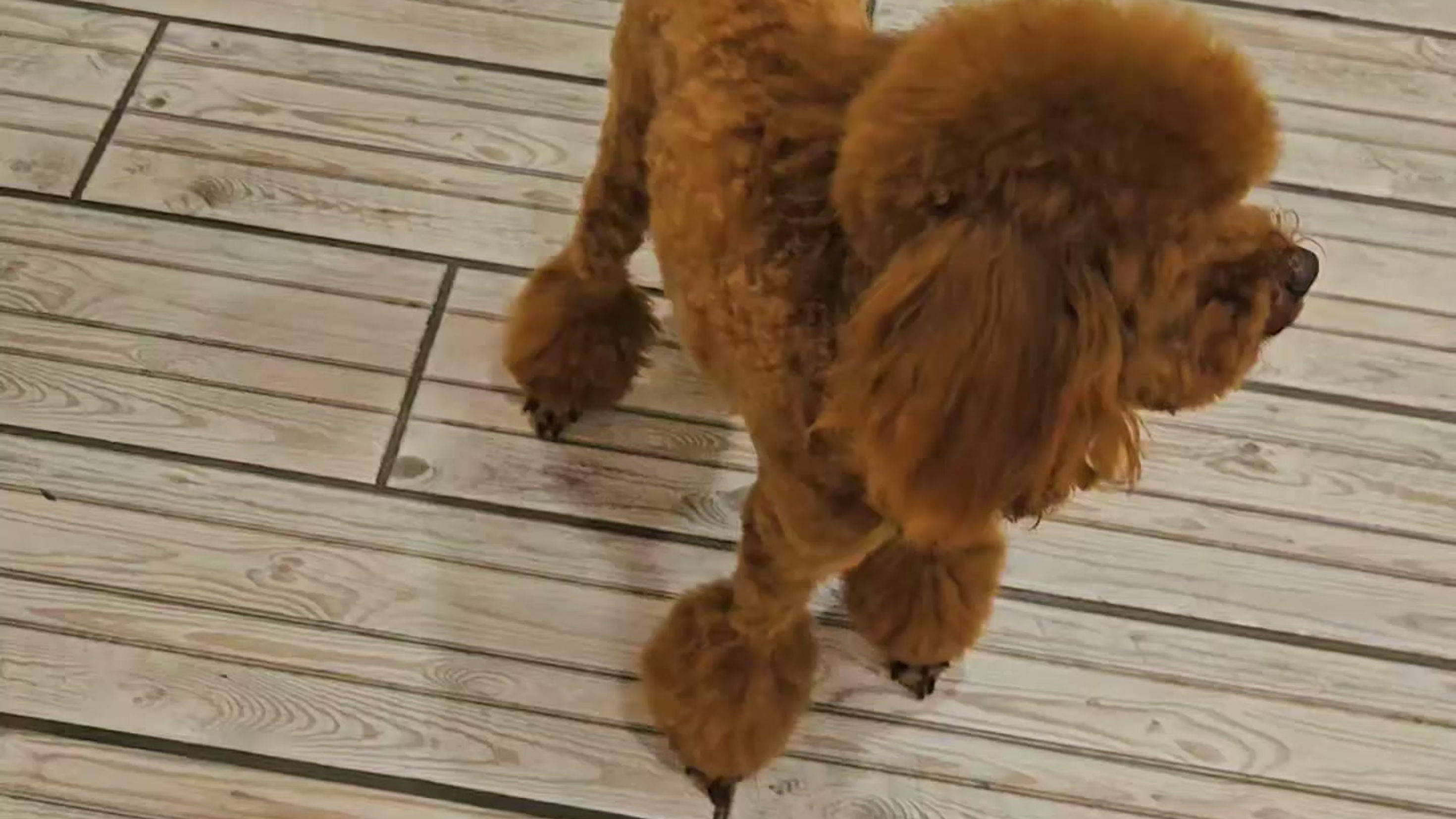 Рівер🐕